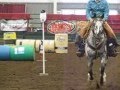 Appaloosa stallion winning extreme cowboy race in lynden wa