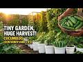 How to Grow Cucumbers in a 5-Gallon Container | 70 Days, Huge Harvest!