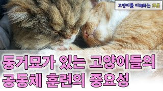 고양이들 유대감으로 친해지게 하는 방법 (활동과 공간의 공유 연습)