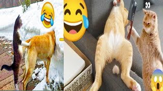 Funny Animals 🤣 Cats and Dogs Funny compilation video#25#funny#cat#animals