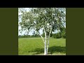 Украденная любовь