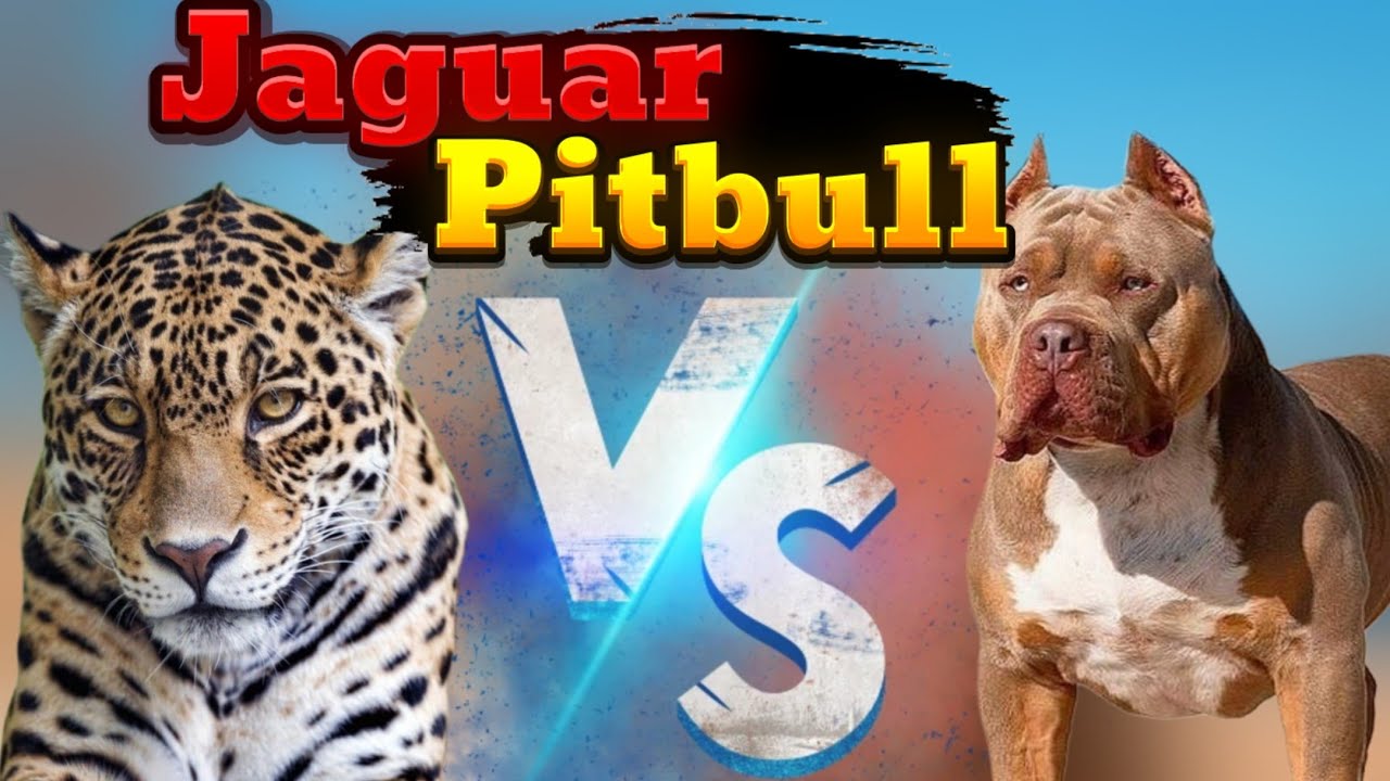 Pitbull vs Jaguar : The Ultimate Showdown Between Strength and Power