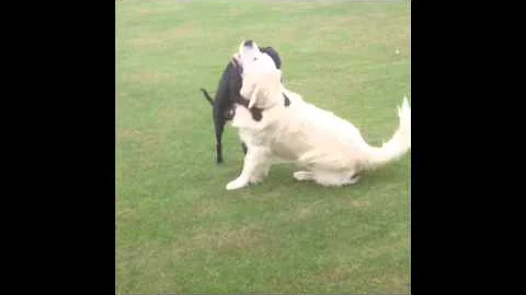 Houndle & Higgs
