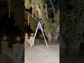 Christmas Lights on your Outdoor Trees!