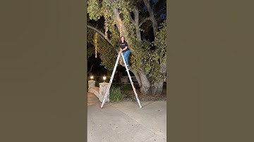 Christmas Lights on your Outdoor Trees!