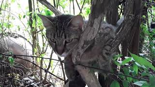 Junie Cat Plays Peek A Boo by TheCatLife 10 views 3 years ago 1 minute, 41 seconds