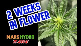 Cannabis Plant 2 Weeks in Flower / Bloom