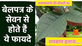 बेलपत्र के आयुर्वेदिक फायदे।health benefits of bel patra।