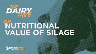 The Nutritional Value of Corn Silage | A Dairy Dive Podcast Clip