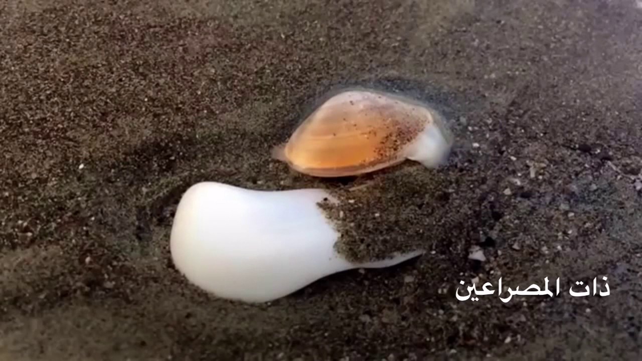 حركة الرخويات