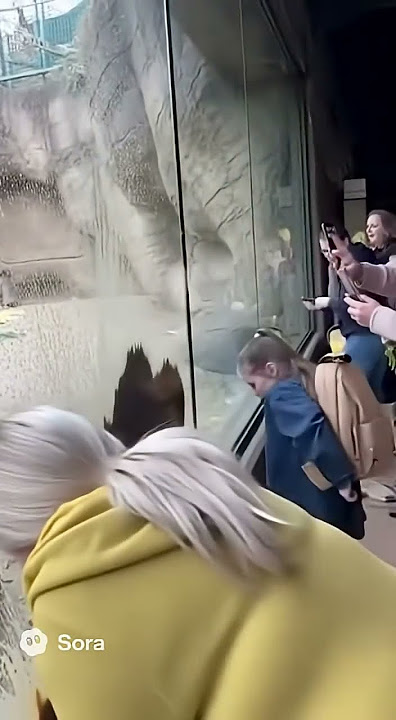 Funny Gorilla Poops at Zoo #funny #funnyvideo #funnyanimals