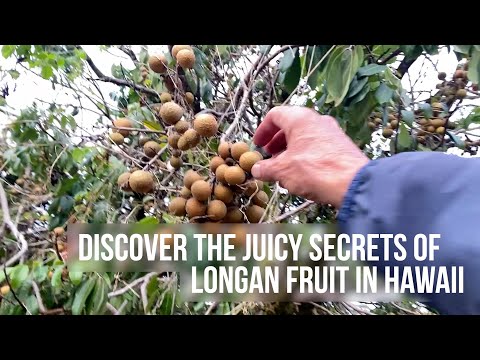 Discover the Juicy Secrets of Longan Fruit in Hawaii | Dr. Robert Cassar