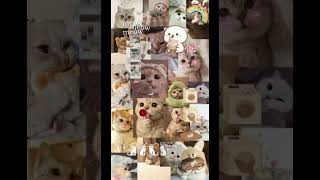 kedi soft duvar kağıdı alın kullanın ask sizin olsun😇😇🥰🥰 screenshot 2