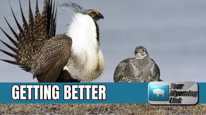 Wyoming Sees 33% Increase in Sage Grouse Breeding Attendance