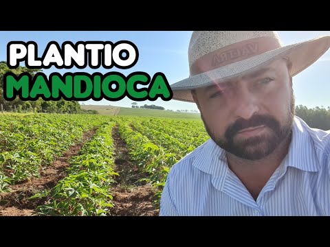 Vídeo: Zona 6 Variedades de plantas de mandioca: tipos de mandioca para jardinagem da zona 6