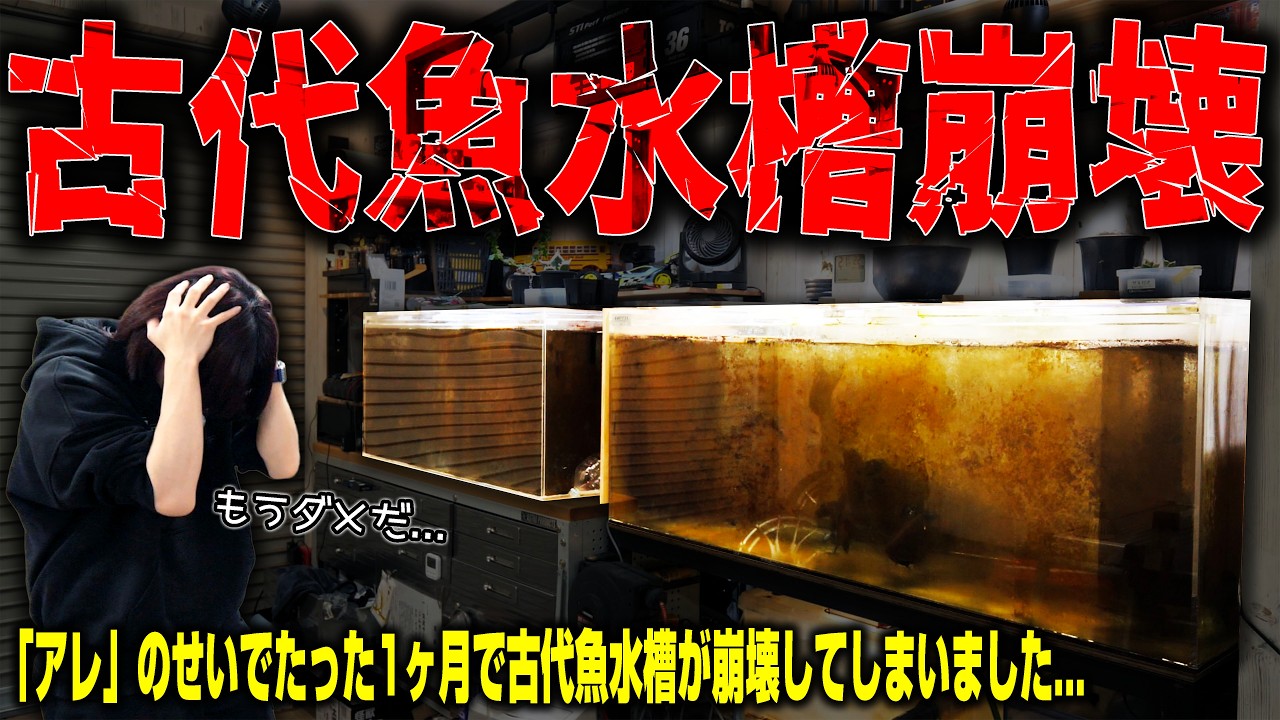 キャンセル出たため再投稿水槽、魚 毎度です🌿 リセットやるやる詐欺になっています😅 投稿は最後になると
