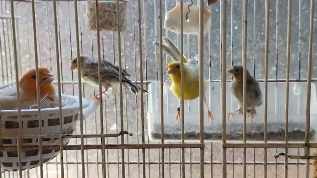 vidéo n °21 2022 -suivi elevage canaris