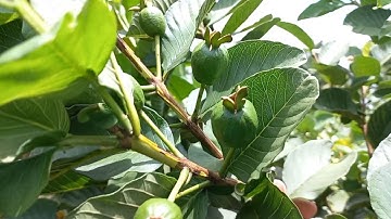 Vườn Ổi Ruby Gần 2 Năm Tuổi Sẽ Như Thế Nào? || RB Vlogs