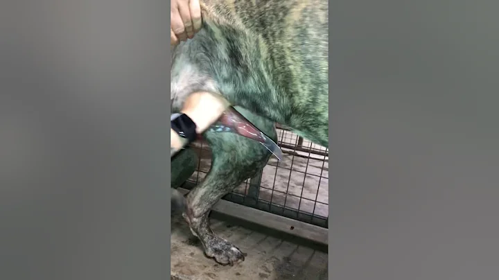 Sperm collection on a male Great Dane