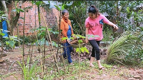 Thu Hoạch Loại Củ Lạ Ngà Cánh Tiên Và Nấu Bữa Cơm Đạm Bạc Hằng Hằng Channel