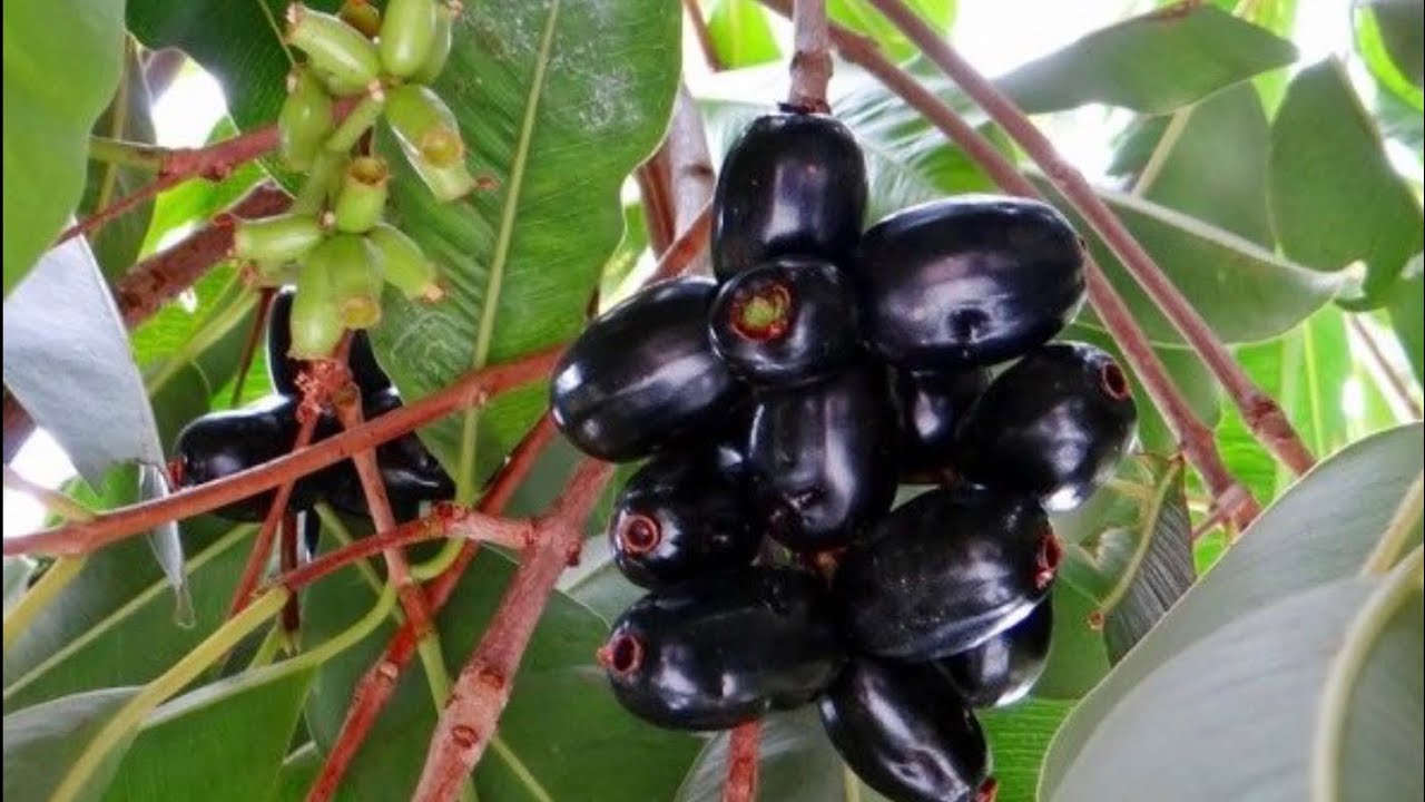 ដើមព្រីង = ជម្ពូព្រឹក្ស(សំស្ក្រឹត) = Indian blackberry YouTube