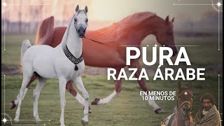 El Caballo Pura Raza Árabe: Historia, Leyenda, Belleza y Poder