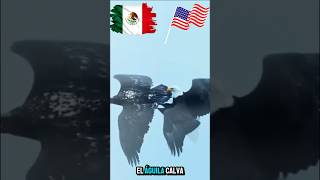 Águila Mexicana vs Águila Calva U.S.A 🇲🇽🇺🇸