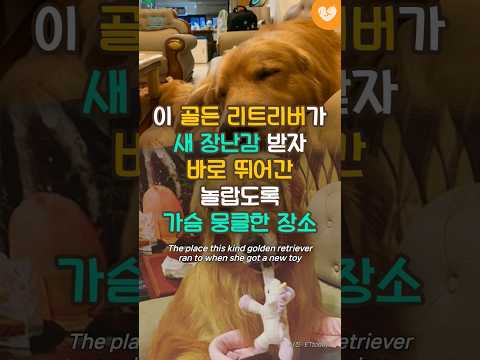 이 <strong>골든</strong> 리트리버가 새 장난감 받자 바로 뛰어간 가슴 뭉클한 장소 #shorts #<strong>리트리버</strong> #강아지