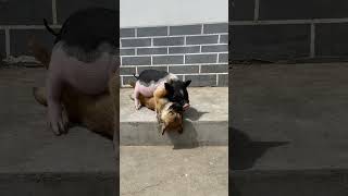 Funny moments of puppies and piglets   🐶🐕🐖🐽😂😂🤣😘
