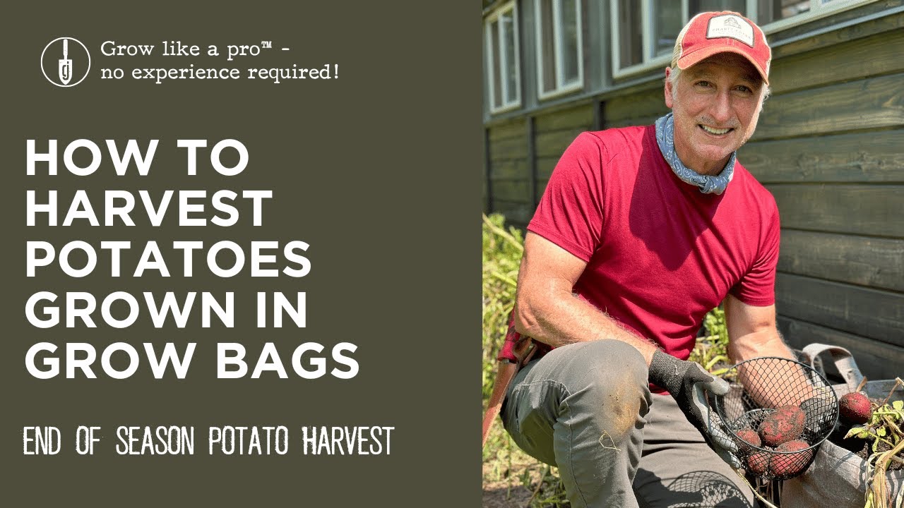 Growing Potatoes in Grow Bags from Planting to Harvest - Squire's