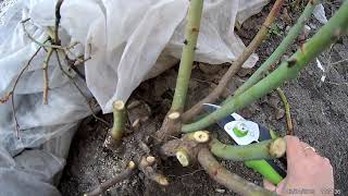 spring pruning of hybrid tea roses