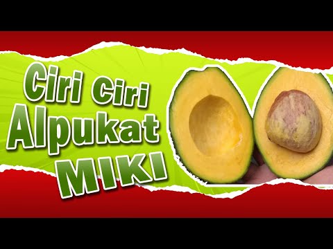Alpukat Miki Dari Mana
