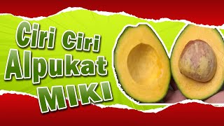 WAJIB TAHU...! CIRI CIRI ALPUKAT MIKI YANG ASLI