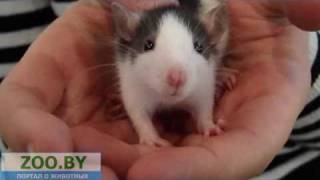 Видео Ручной зверек :) (автор: zooby)