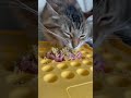 Things they don’t tell you about living with cats. | Two Crazy Cat Ladies #cats #catlife #catlovers
