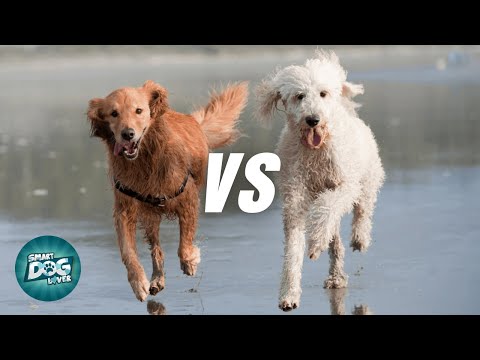 فيديو: هل تعرف الفرق بين كلب التدريب وكلب الخدمة؟