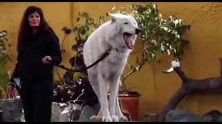 In case you've never heard the howl of an arctic wolf, here it is, it's worth listening to it