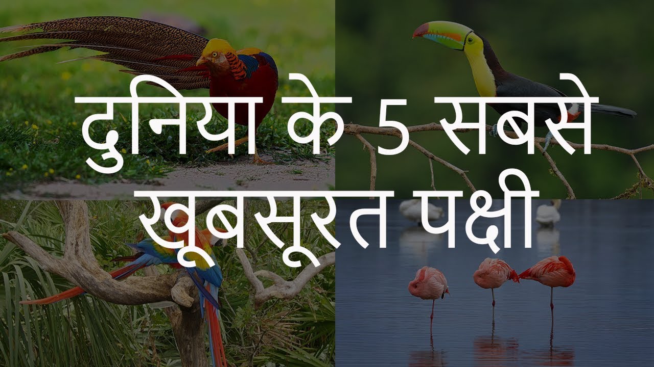 à¤¦ à¤¨ à¤¯ à¤ 5 à¤¸à¤¬à¤¸ à¤ à¤¬à¤¸ à¤°à¤¤ à¤ªà¤ à¤· top 5 most beautiful birds in the world chotu nai youtube à¤¦ à¤¨ à¤¯ à¤ 5 à¤¸à¤¬à¤¸ à¤ à¤¬à¤¸ à¤°à¤¤ à¤ªà¤ à¤· top 5 most beautiful birds in the world chotu nai