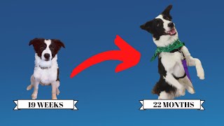 Puppy Tricks 1 Year Later | Jade The Border Collie by Trevor Smith - Doggie Dojo 1,611 views 3 years ago 4 minutes, 9 seconds