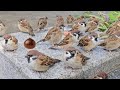 晴天☀️！全員集合🌰！【すずめ日記】
