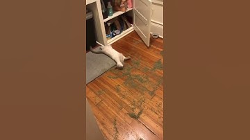 CAT FOUND SECRET STASH OF CATNIP 😂😂😂