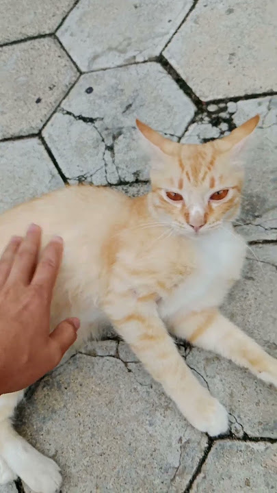 KUCINGKU YANG LUCU DAN SEHAT💞💞 #cat #kitten #kucing #kucinglucu #kucingimut #shortvideo #shortsfeed