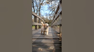 Cute Puppy Playing On The Bridge #puppy #cute #pets #funny #dog #shorts