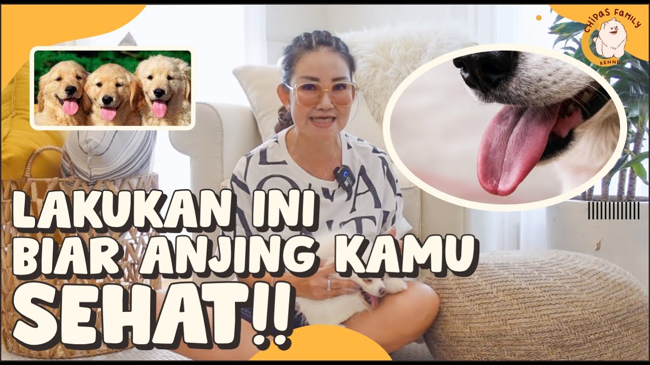 Ciri Anjing Terkena Leukimia Terlihat Dari Lidahnya - YouTube