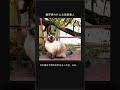 暹罗猫为什么总是跟着人 #Shorts