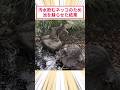 ドブ水飲むネッコのため池を蘇らせた結果 #2ch動物スレ #猫動画 #猫のいる暮らし