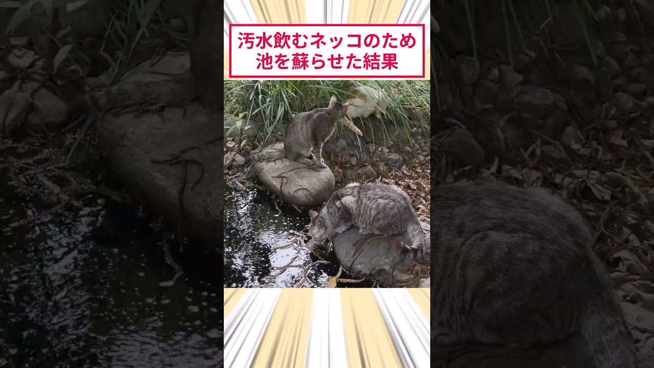 ドブ水飲むネッコのため池を蘇らせた結果 #2ch動物スレ #猫動画 #猫のいる暮らし