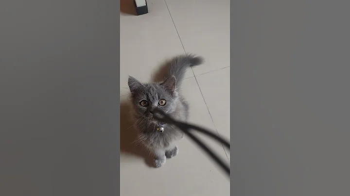 Watch the video about Ngajak main kenzi #cat #meong #catlover #cats #pets #kitten