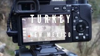 Pecos Wilderness Turkey Hunting - New Mexico