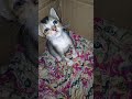 ANAK KUCING MATA WELEK😔 #shortvideo #cat #anakkucinglucuimutgemesin #catlover #kitten